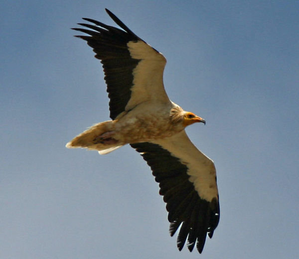An Egyptian vulture circling above