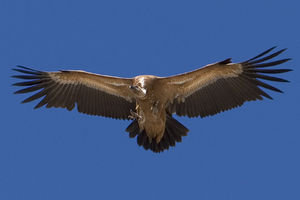 A griffon vulture high in the sky