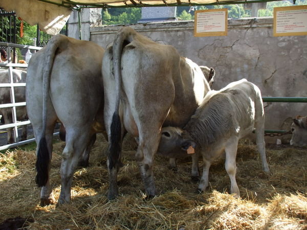 Gascon cows