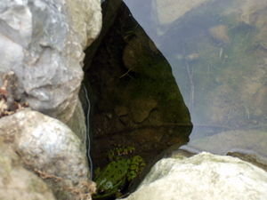 This toad was the first find of the afternoon