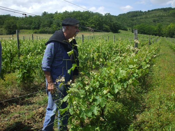 Inspecting the vines with Philippe