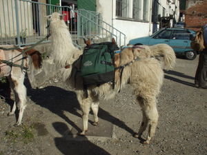 Loading the llamas up for the journey...