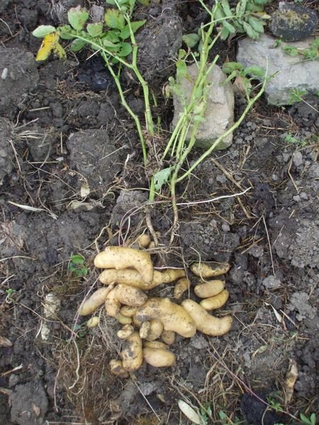 My ratte potatoes...