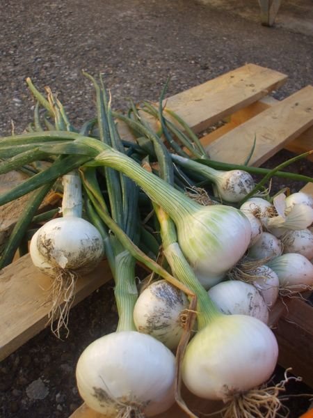 White onions............