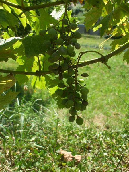 The grapes are doing nicely....