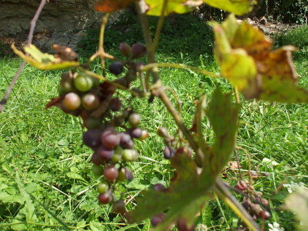 The grapes ripen on the vine