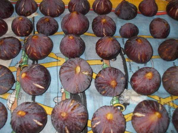 A glut of figs