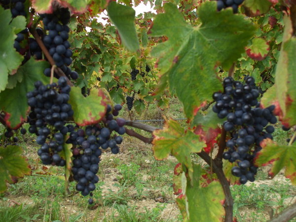 Grapes awaiting harvest