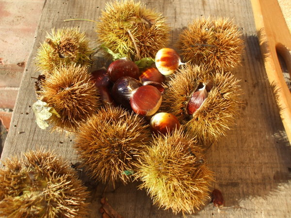 Newly gathered chestnuts
