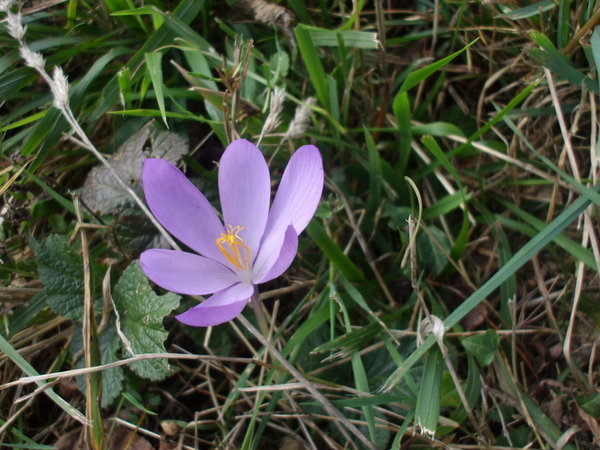 Spotted in the afternoon- Autumn crocus