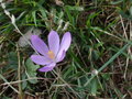 Spotted in the afternoon- Autumn crocus