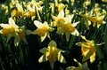 daffodils everywhere.....