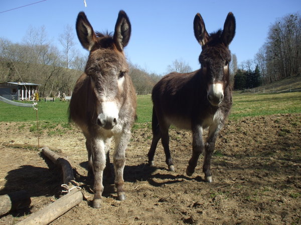 These are the donkeys........