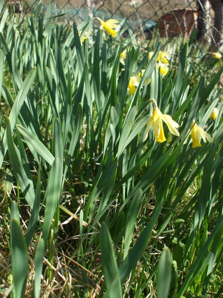 ...daffodils 