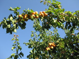 Our apricot tree