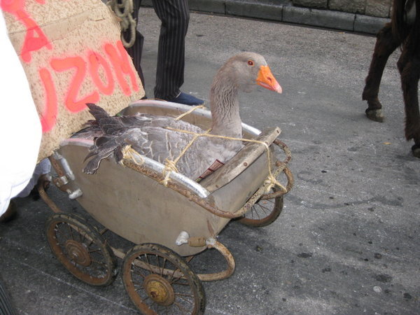 A goose gets an easy ride...