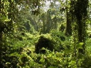 Chitwan Jungle