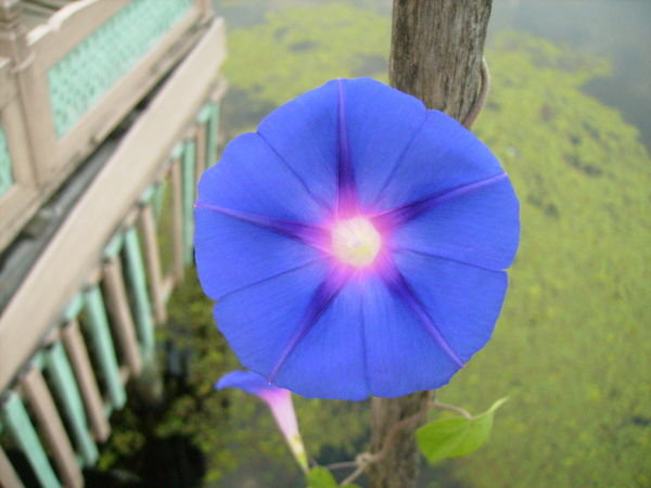 Another blue flower !