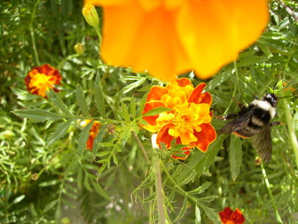 Beauty and the bee(ast) !