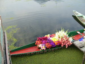 Kashmir's famous shikaras - this one selling Kashmir's  famous flowers !