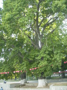 Kashmir's famous Chinar tree !