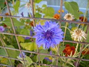 A blue flower !