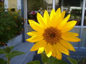 Sunflower in Tangste town