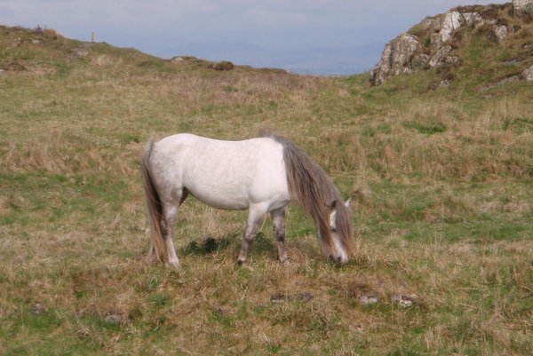 pony on Llanddwn