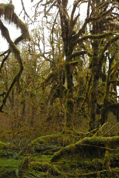 Hall of the Mosses, Hoh River Rainforest