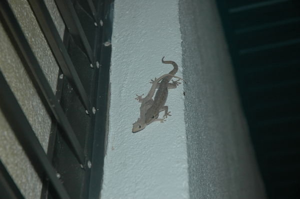 Geckos in Port Douglas