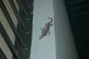 Geckos in Port Douglas