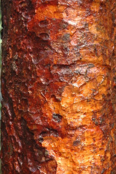 Tree bark...