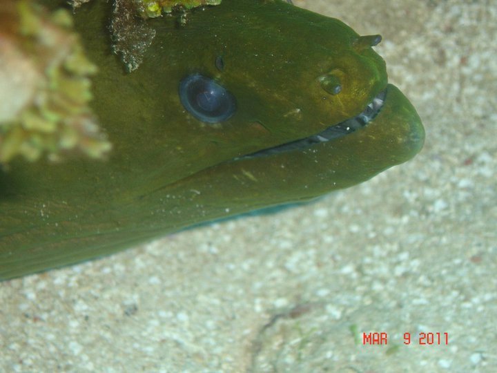 Green Morray Eel