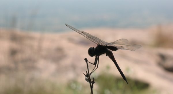 Dragonfly, Tamil Nadu