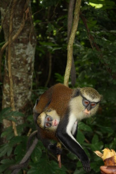 Mother and Baby Mona Monkey