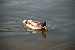 Duck in Schwerin