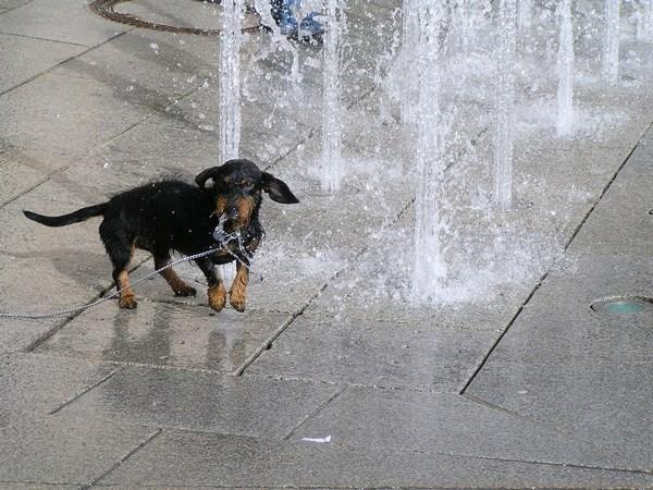 Dogs and their water