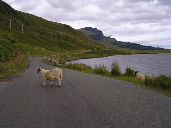 Sheep holding up the road