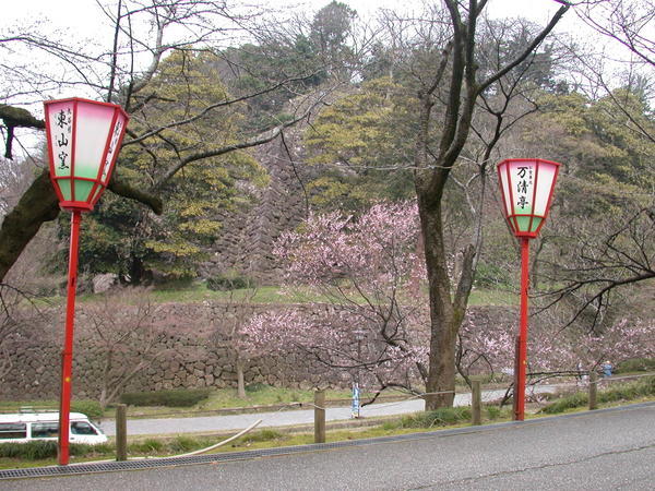 Blossom at Kenrokuen park