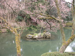 Cherry blossom Kenrokuen gardens