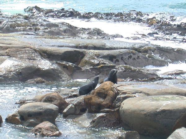 Seals at Shag Point