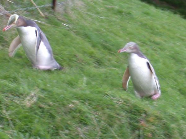 Two more penguins walking to the nest