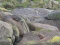 Mum & puppy fur seal