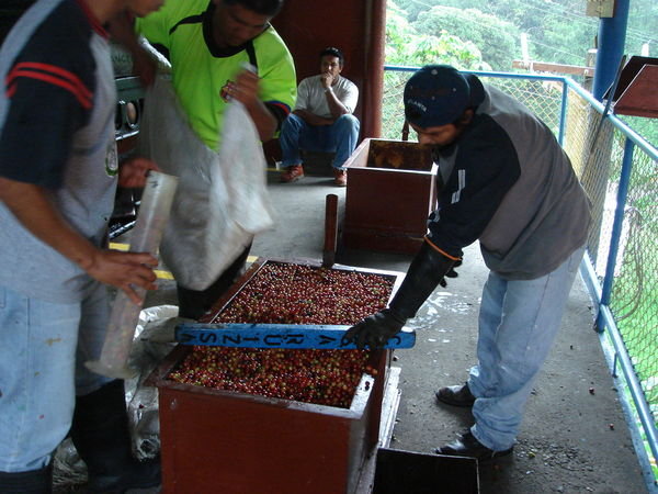 Coffee Pickers
