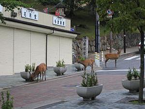 Deer block the road in Nara