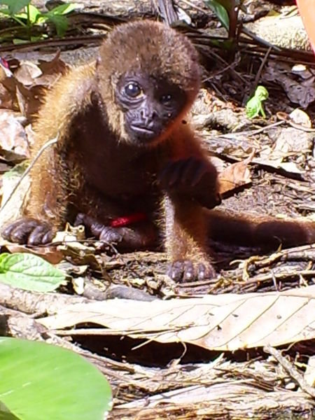 our pet monkey Tano!