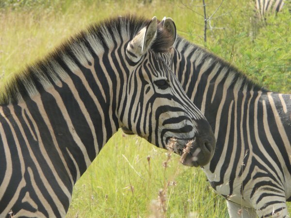 OK so I might like Zebras a bit too much!