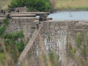 Baboons playing on the dam