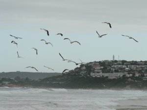 Seagulls over Plett