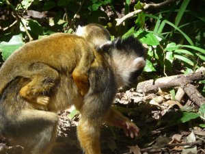 baby monkey with mummy